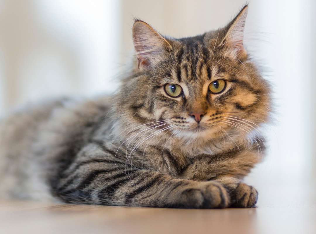 halskæde begå lys pære Kattförsäkring – Måste man ha katten försäkrad?